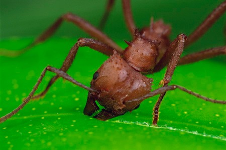 Leaf Cutter Ant