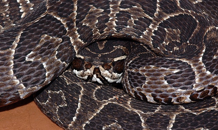 Urutu pitviper, Brazil.